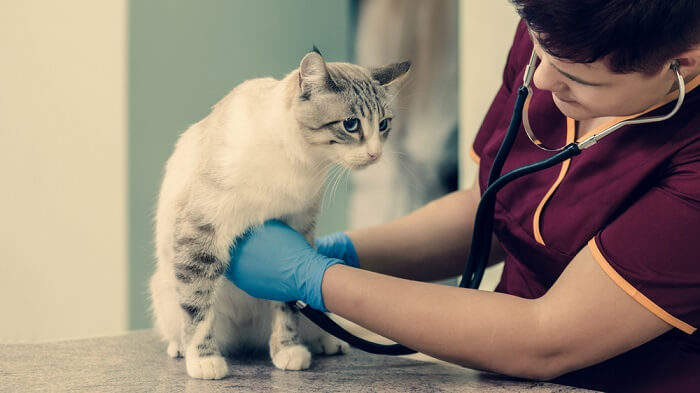 Il veterinario valuta attentamente la frequenza cardiaca di un gatto utilizzando uno stetoscopio, assicurandosi che la salute cardiovascolare del felino sia ben monitorata e curata.