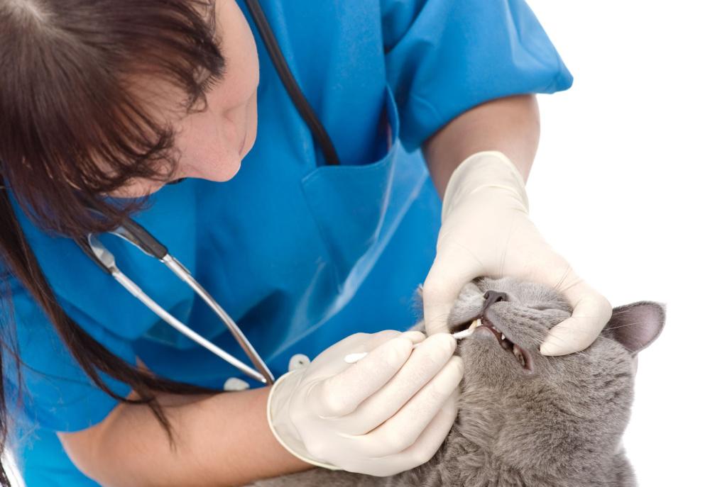 Il tuo gatto dovrebbe essere sottoposto regolarmente a controlli dentali dal veterinario, almeno una volta all'anno.