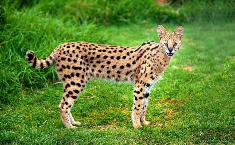 Attenzione gatto serval