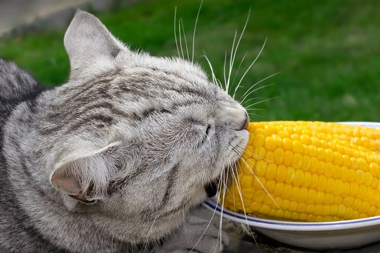 Immagine che discute i potenziali benefici del mais per i gatti