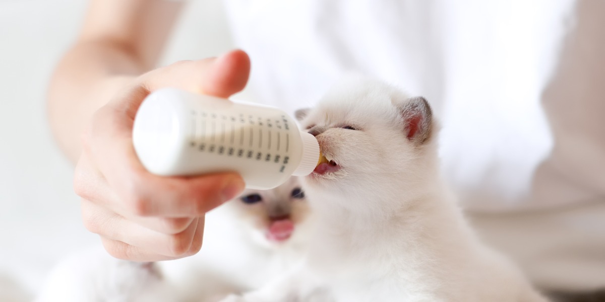 Un'immagine che illustra l'atto di nutrimento dei gattini allattati con il biberon