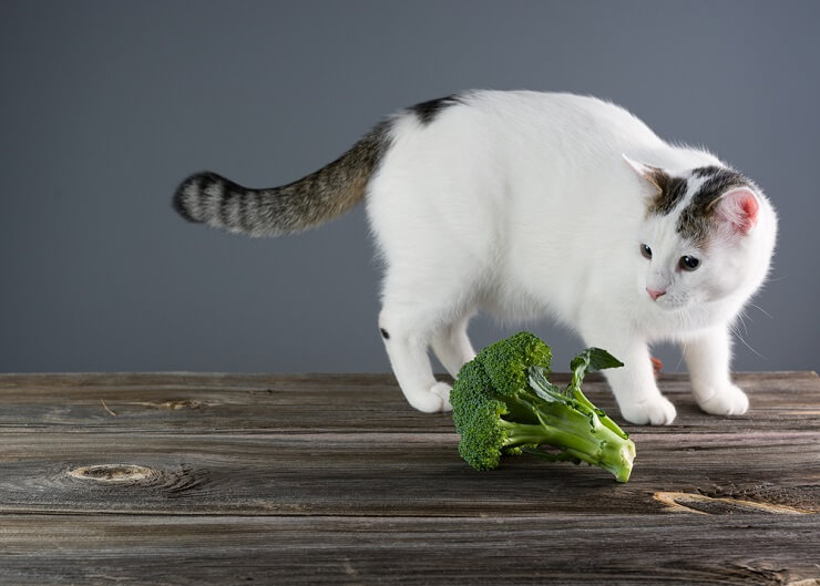 Gatto che prova i broccoli, una curiosa esplorazione culinaria