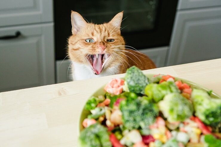 Gatto che esamina un piatto di broccoli, mostrando curiosità.