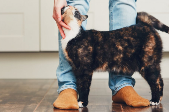 8 Modi per far sì che il tuo gatto ti ami ancora di più