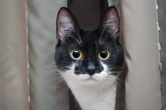 Perché il mio gatto mi fissa? Le 5 Ragioni principali
