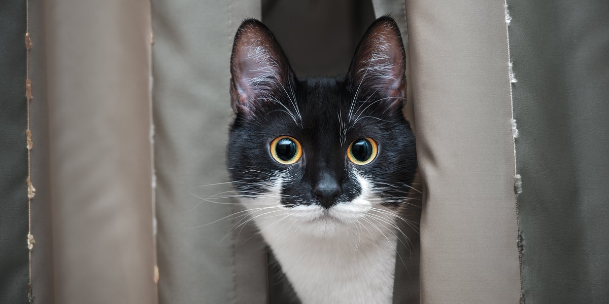 Un'immagine intrigante che cattura lo sguardo intenso di un gatto, i suoi occhi fissi con un'attenzione incrollabile, che alludono al suo istinto naturale e alla sua curiosità.