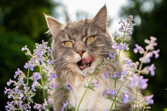 Cos'è l'erba gatta? Perché piace ai gatti
