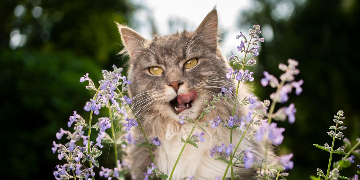 Un gatto felice che si gode l'erba gatta.