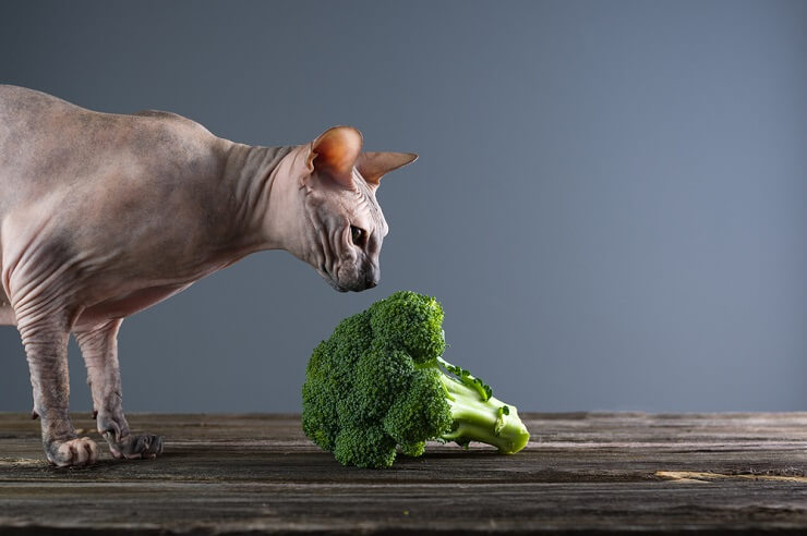 Gatto che annusa e ispeziona con curiosità un pezzo di broccolo.