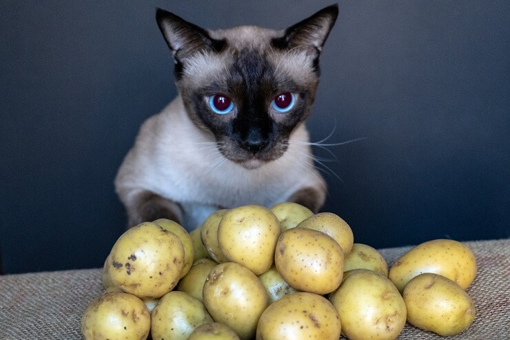 Immagine che risponde alla domanda: "I gatti possono mangiare le patate?"