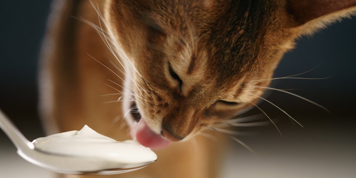 Immagine che ritrae gatti e yogurt, che esplora il concetto di interesse dei felini per i latticini.