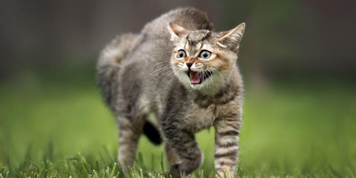 gatto che sibila e inarca la schiena