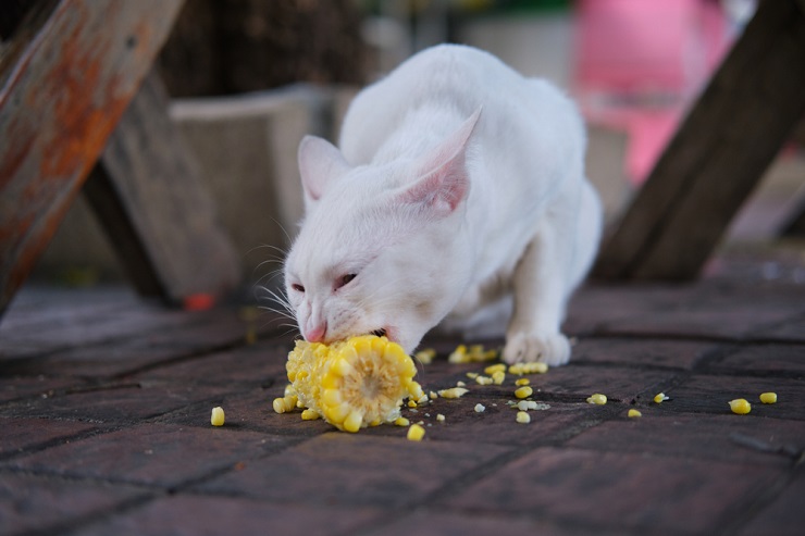 Immagine che cattura un gatto che mangia mais, mostrando l'interazione di un felino con un alimento umano