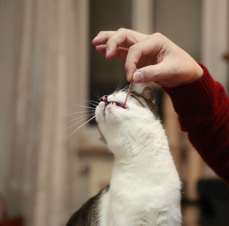 Rappresentazione visiva di gatti che mangiano pancetta