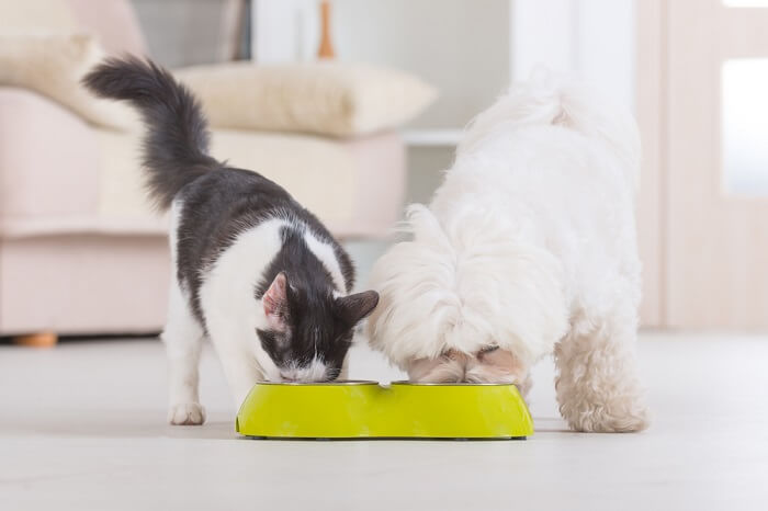 Immagine di un gatto e un cane che condividono pacificamente una ciotola di cibo, esemplificando un momento commovente