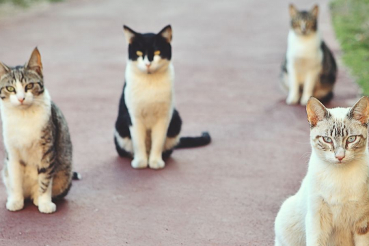 Le 9 Razze di gatti più amichevoli e simpatiche del mondo
