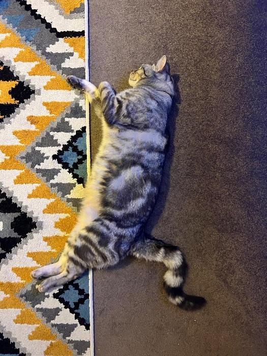 posizioni del gatto che dorme di lato