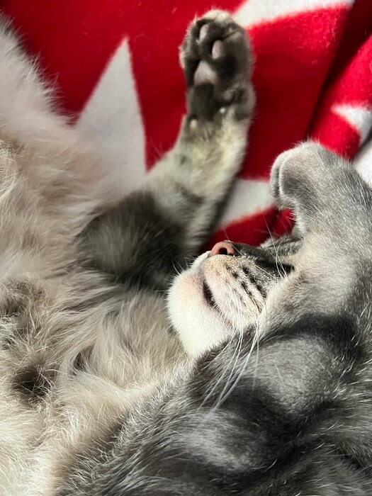 posizioni del gatto che dorme Zampa sul viso