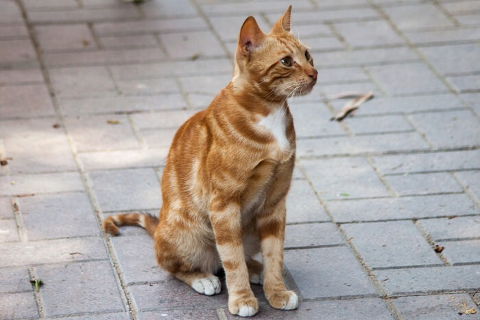 Gatto egiziano della valle del Nilo