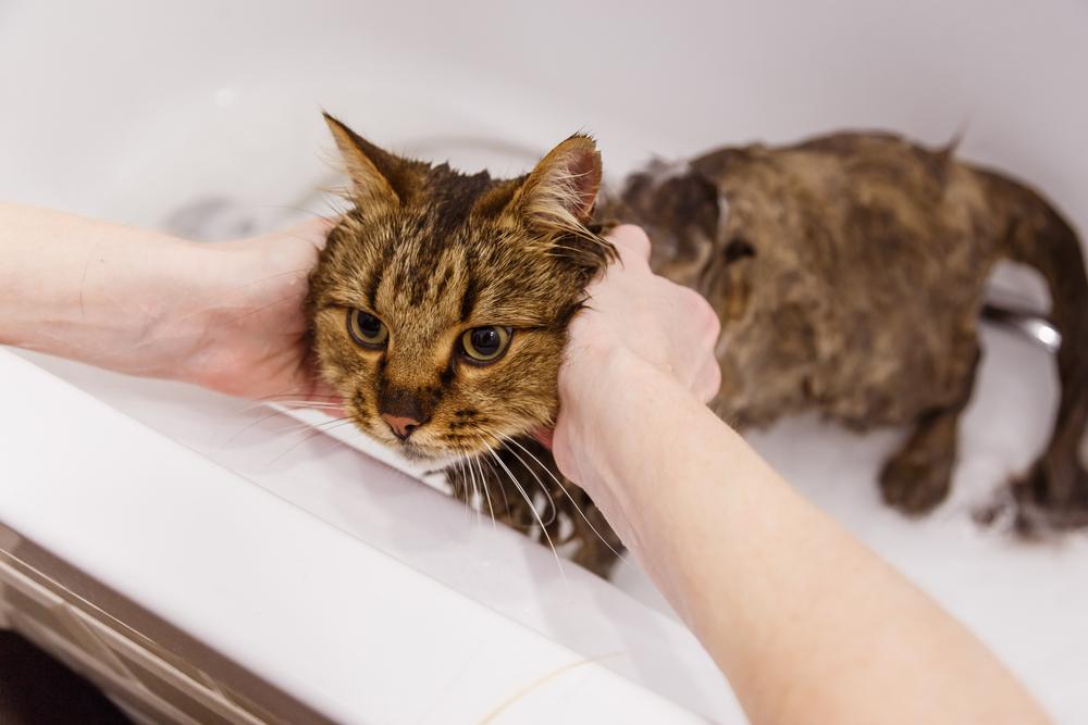 Lavare un gatto in bagno