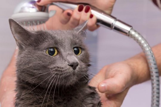 Perché i gatti odiano l'acqua?