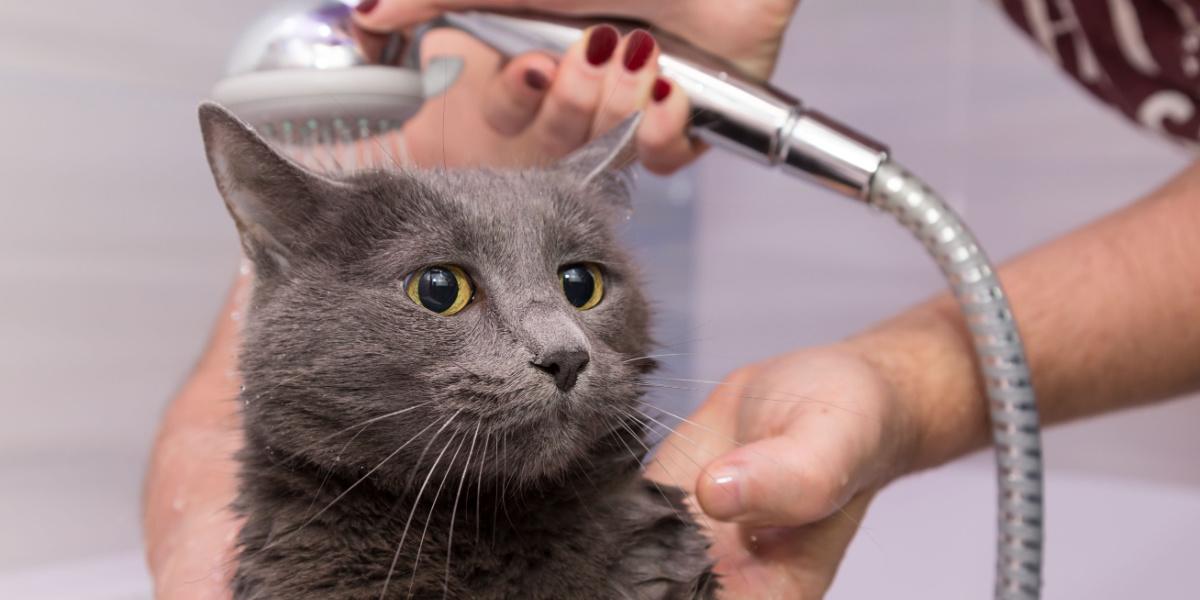 fare il bagno sotto la doccia di un gatto domestico blu russo