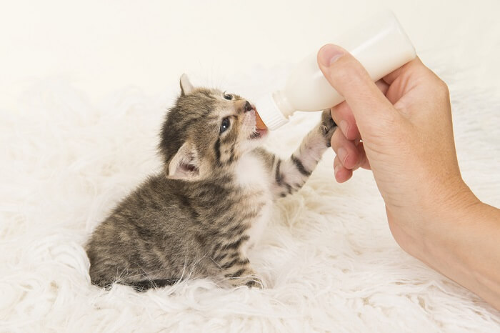 Svezzamento naturale vs. svezzamento di un gattino allattato con il biberon