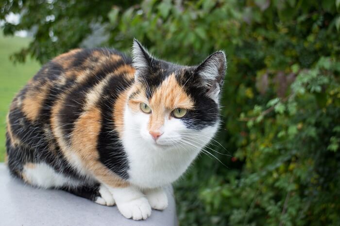 Un gatto calico che mette in mostra il suo caratteristico mantello con una combinazione di macchie di pelo bianche, nere e arancioni.