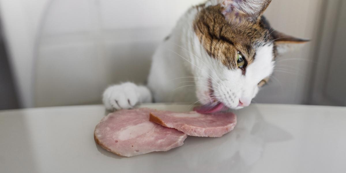 Un gatto che si gusta un boccone di prosciutto, dimostrando la sua curiosità verso cibi e sapori diversi.