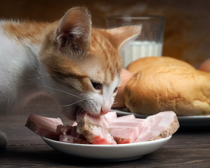 Un'immagine di un gatto che mostra interesse per una fetta di prosciutto, catturando un momento di curiosità e interazione con il cibo umano