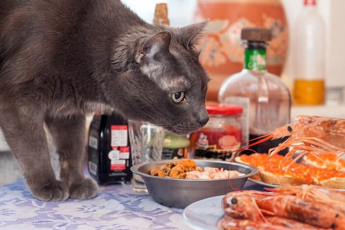 Gatto curioso incuriosito da un piatto di succulenti gamberi.