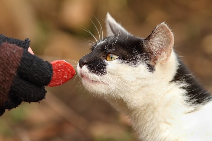 Un gatto affascinato da una fetta di prosciutto, a dimostrazione della sua curiosità per il cibo e i sapori umani.