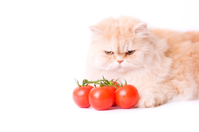 Gatto curioso circondato da pomodori, che mette in risalto la sua curiosità per i cibi insoliti.