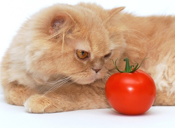 Un gatto curioso esamina un pomodoro, sollevando interrogativi sulle preferenze alimentari dei felini.