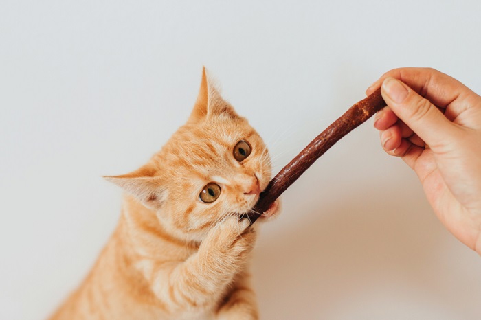 Gatto che mangia un bocconcino da masticare