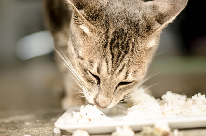 Gatto soddisfatto che assapora un pasto a base di riso.