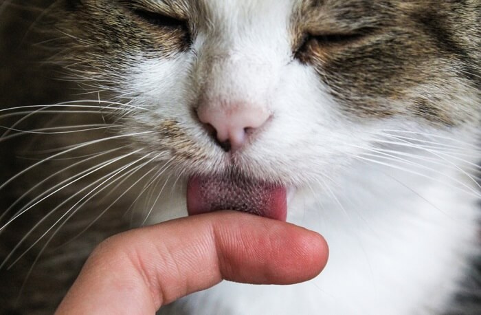 Un felino concentrato impegnato nella toelettatura, che si lecca delicatamente il pelo per mantenerlo pulito e igienico.