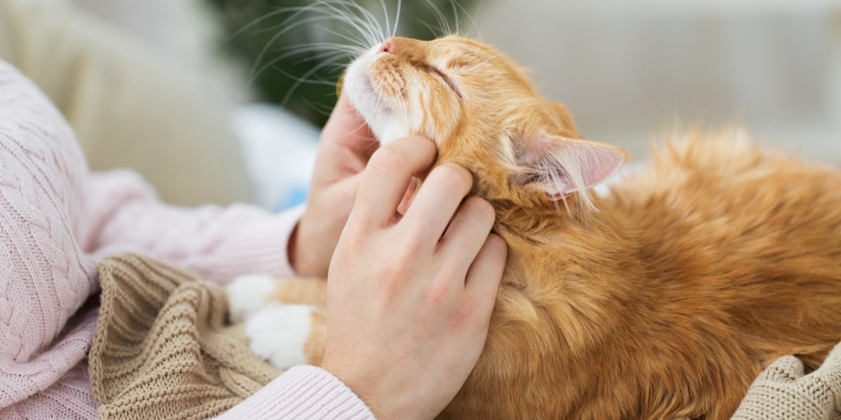 Un gatto che dimostra affetto e amore verso il suo padrone, sottolineando il legame tra i gatti e i loro accudenti umani.