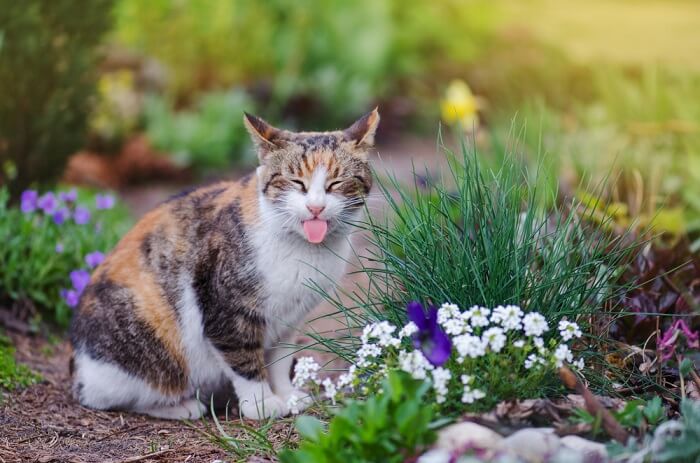 Immagine che raffigura un gatto che tira fuori la lingua in modo giocoso, incarnando un'espressione maliziosa e spensierata.