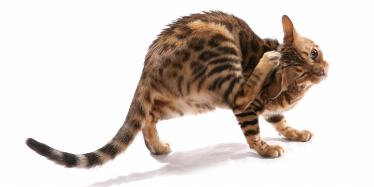 Prednisolone per gatti: dosaggio, sicurezza ed effetti collaterali ...