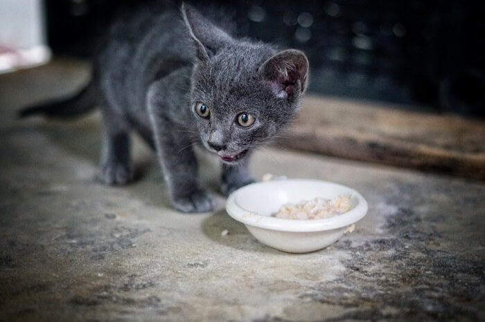 Un gattino energico che si gode deliziosamente un pasto a base di riso.