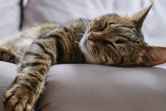 10 Consigli per addestrare il tuo gatto a dormire tutta la notte