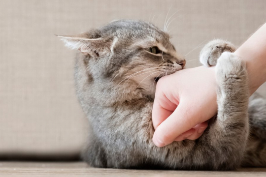 Come addestrare il tuo gatto a non mordere