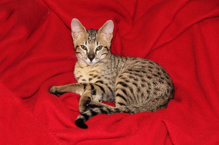 Immagine di un gatto Savannah, una razza nota per il suo aspetto sorprendente, che ricorda quello del serval africano selvatico, e ne mette in risalto le caratteristiche uniche e accattivanti.