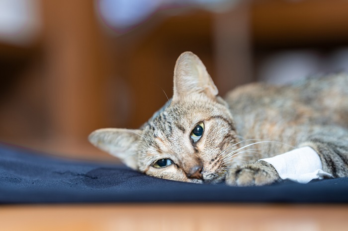 Bassa pressione sanguigna nei gatti (ipotensione nei gatti)