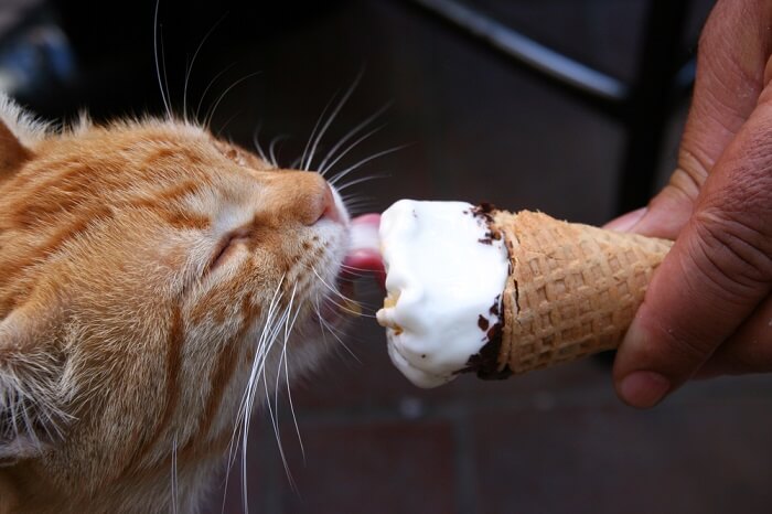 Un gatto che lecca giocosamente un pezzetto di gelato, mostrando la sua curiosità verso nuovi gusti e consistenze