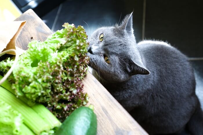 Un gatto annusa con curiosità un pezzo di lattuga posto su un tavolo, esibendo la sua naturale esplorazione degli odori e dell'ambiente circostante