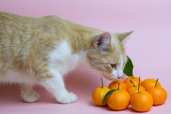 Un gatto che annusa curiosamente un'arancia, mostrando la sua naturale curiosità e l'esplorazione di diversi odori