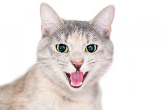7 Vocalizzazioni comuni dei gatti e il loro significato