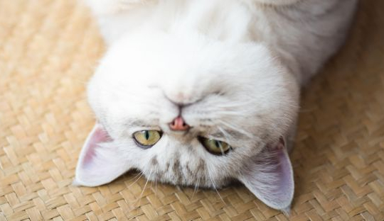 Uno studio dimostra che i gatti possono comunicare disagio con malattie finte